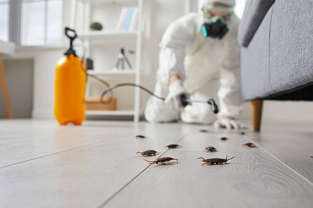 Post-Treatment Bed Bug Interceptor Monitoring in Livonia
